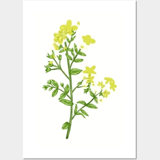 As Jons Worth Plant Botanical Posters and Art